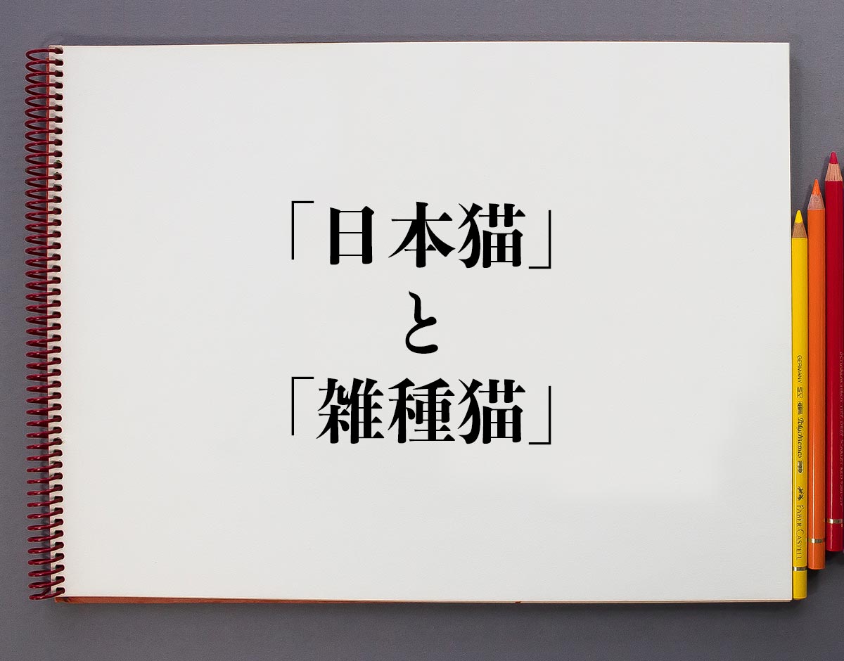 「日本猫」と「雑種猫」の違いとは？